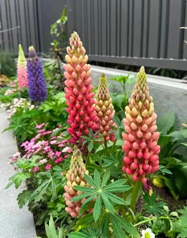鲁冰花种子种植方法