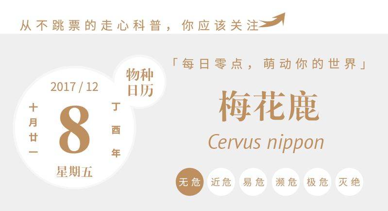 梅花鹿小崽一只多少钱