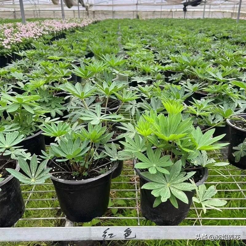 鲁冰花种子种植方法