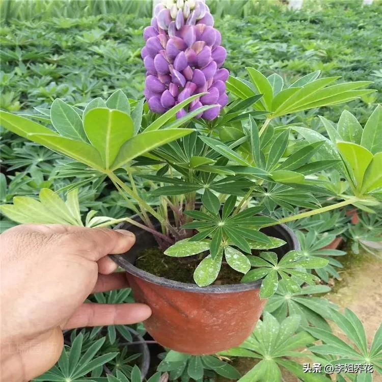 鲁冰花种子种植方法