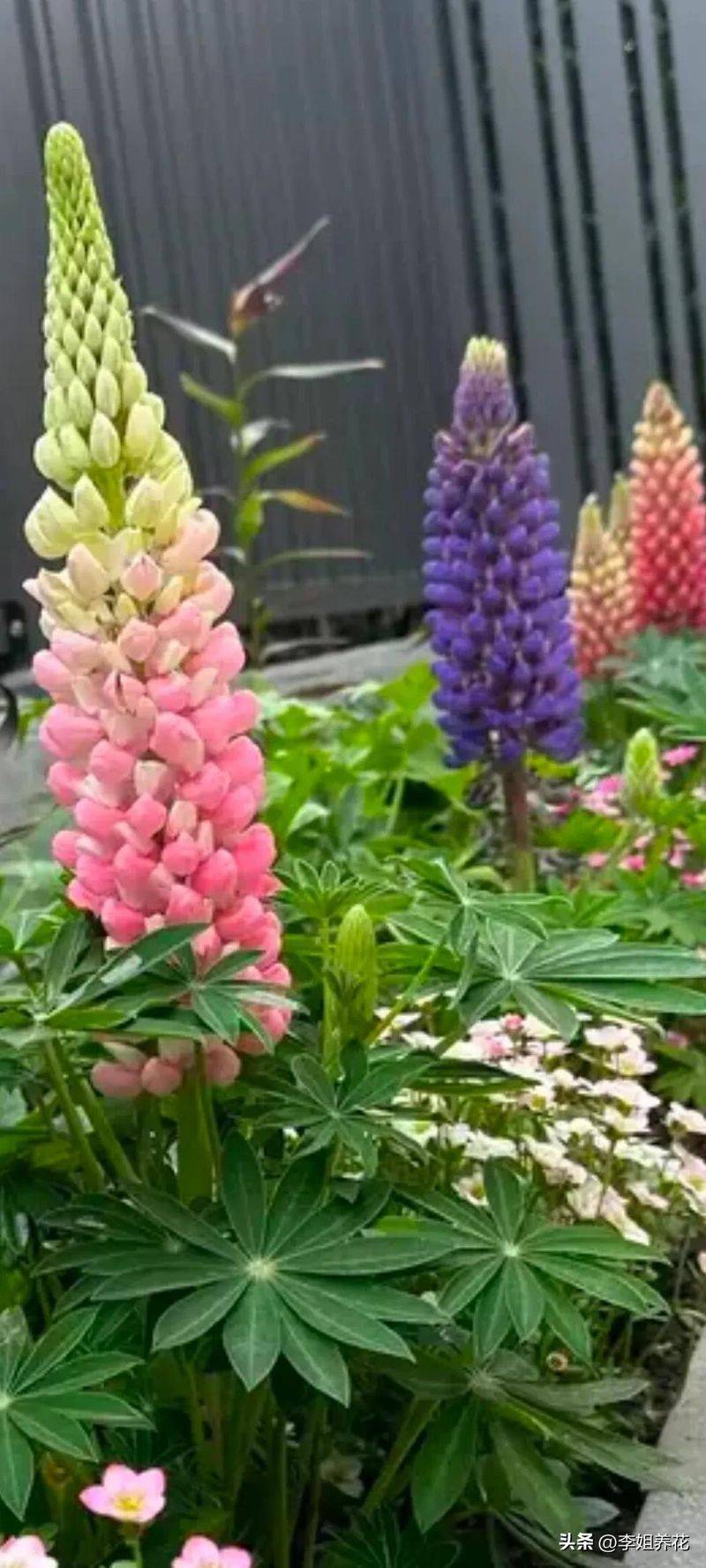 鲁冰花种子种植方法