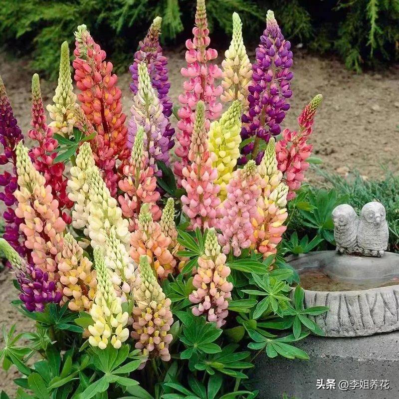 鲁冰花种子种植方法