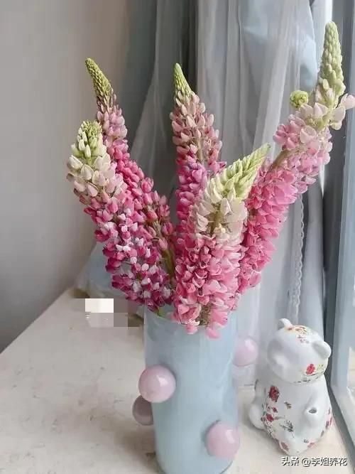 鲁冰花种子种植方法