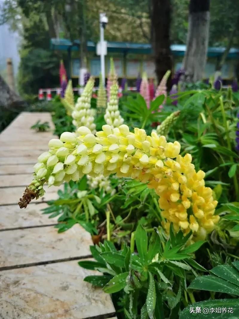 鲁冰花种子种植方法