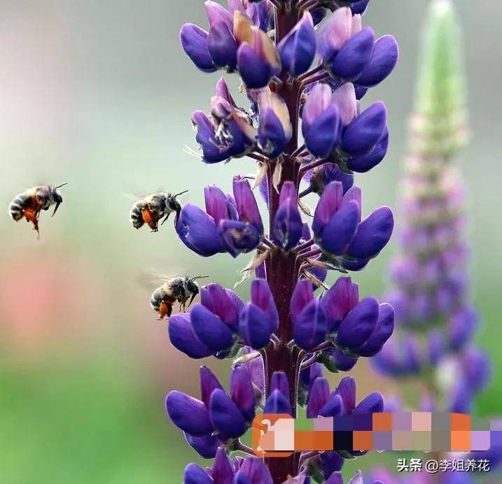 鲁冰花种子种植方法
