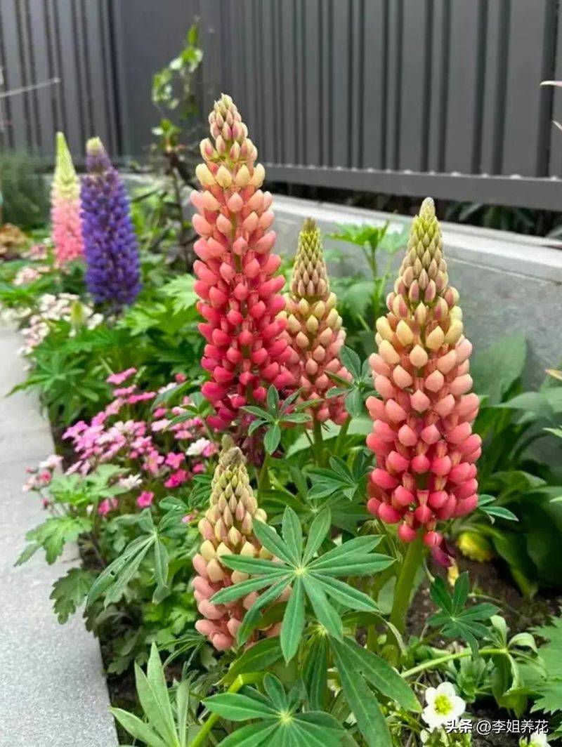 鲁冰花种子种植方法