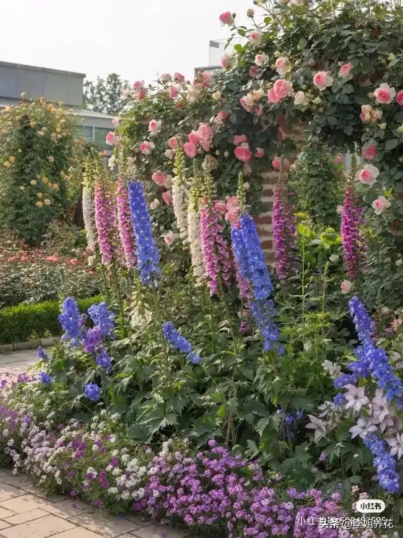 鲁冰花种子种植方法