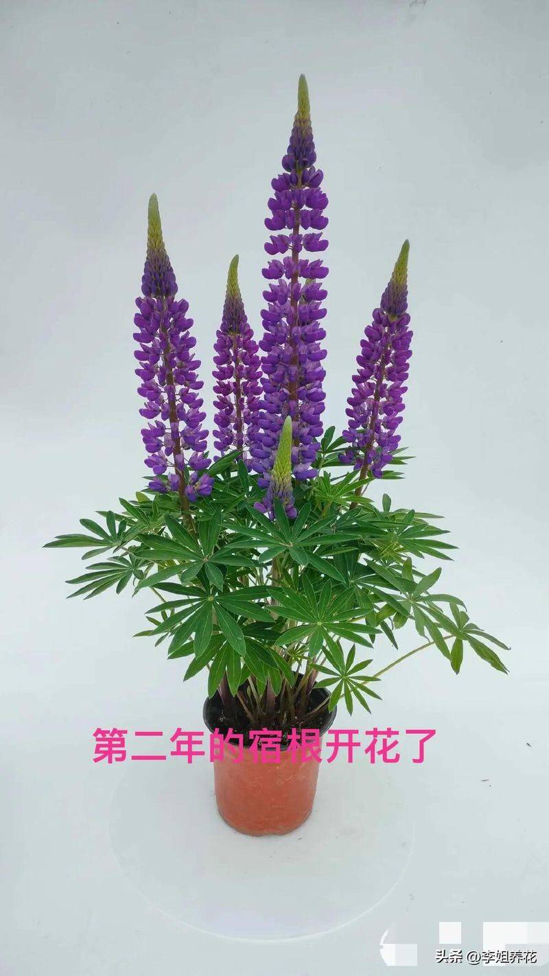 鲁冰花种子种植方法