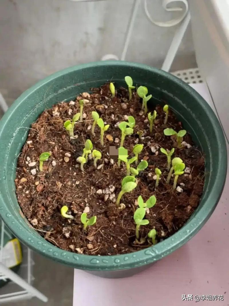 鲁冰花种子种植方法