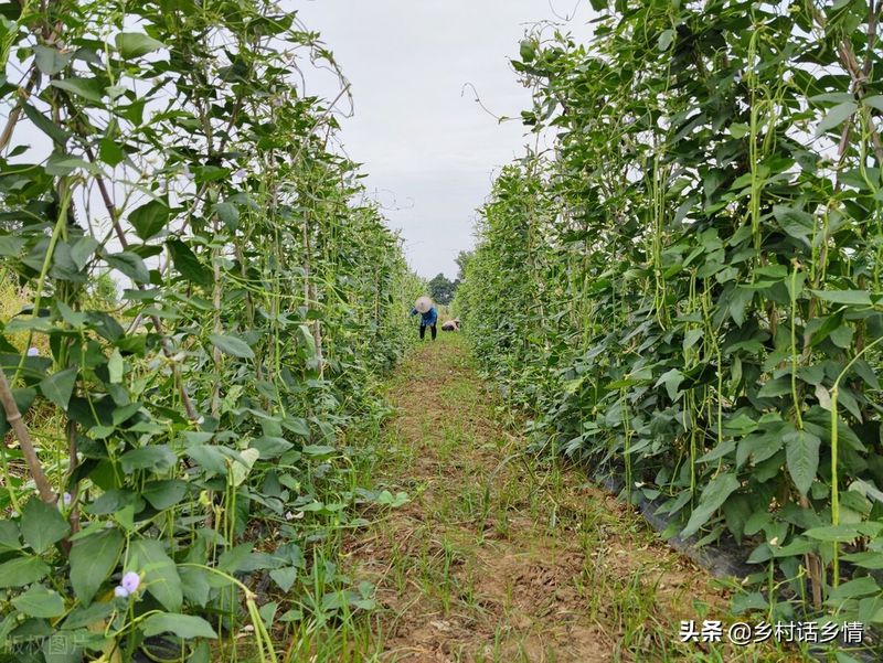 黄瓜种植方法