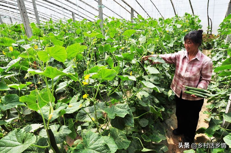 黄瓜种植方法