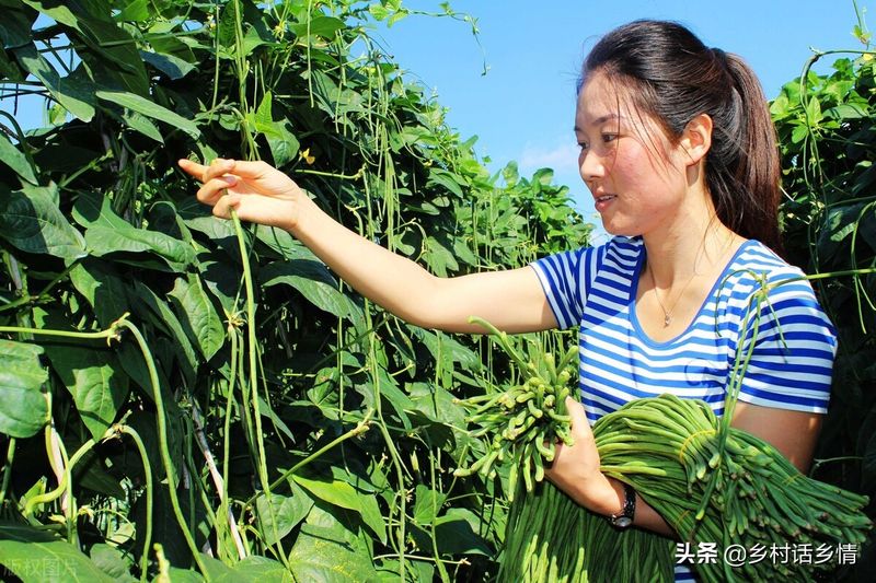 黄瓜种植方法