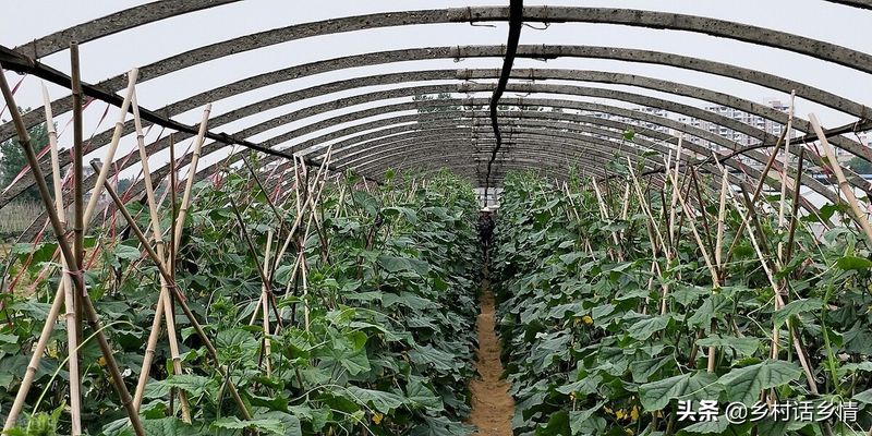 黄瓜种植方法