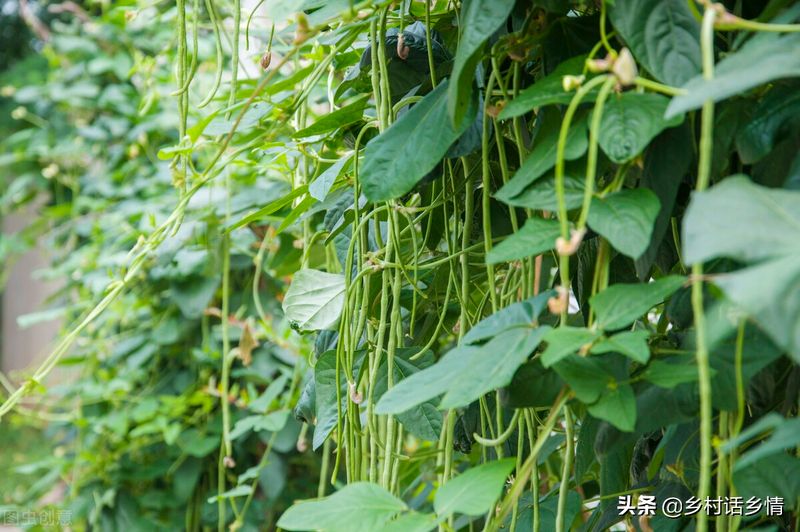 黄瓜种植方法
