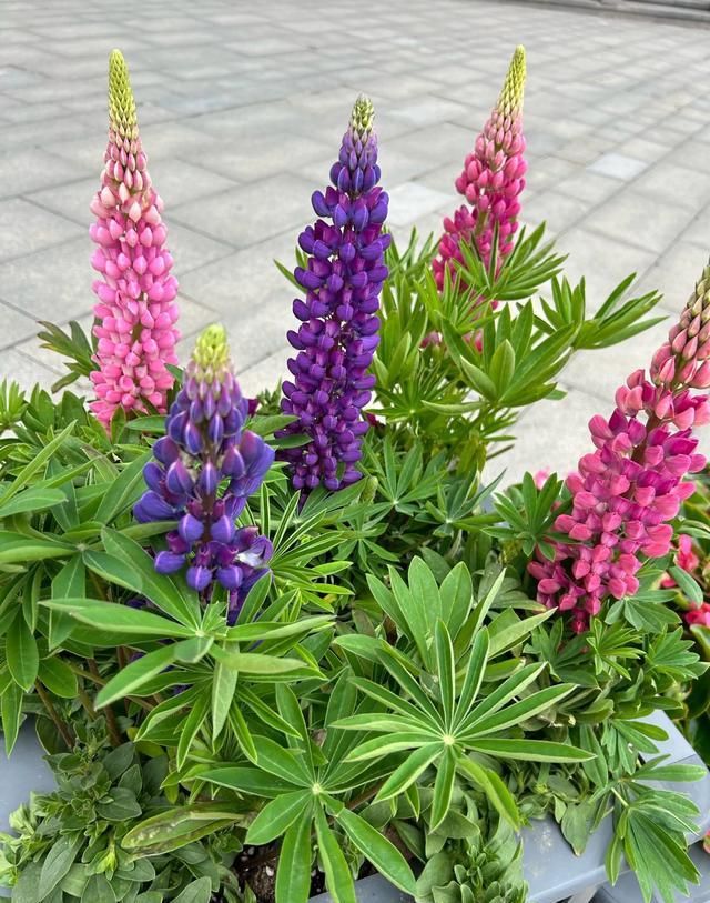 鲁冰花种子种植方法