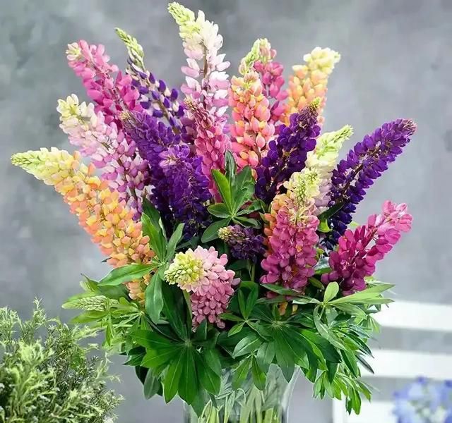 鲁冰花种子种植方法