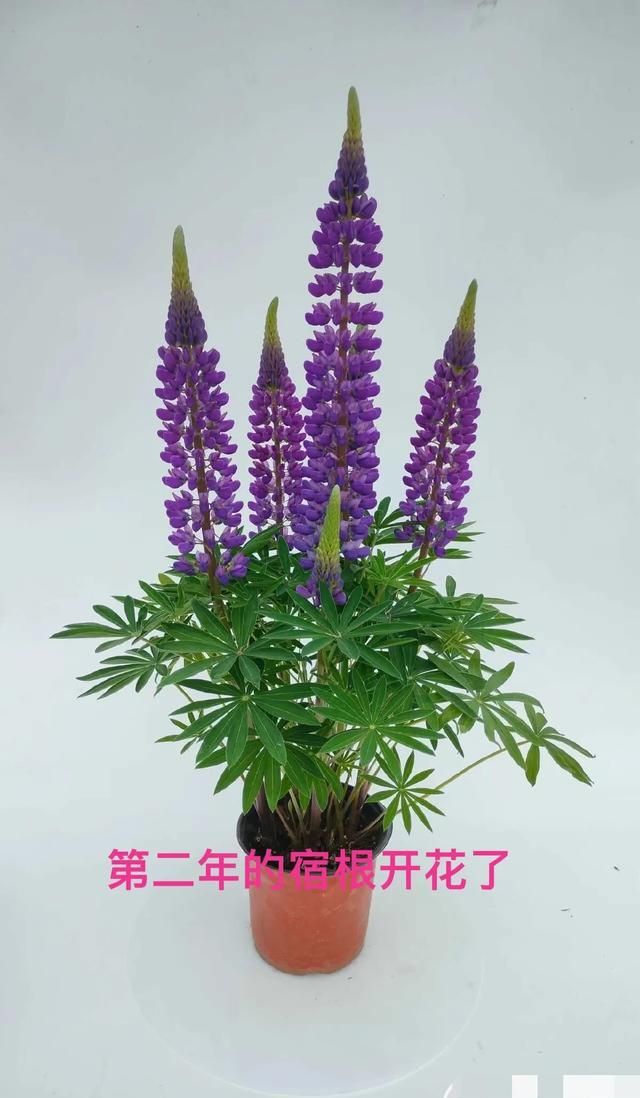 鲁冰花种子种植方法