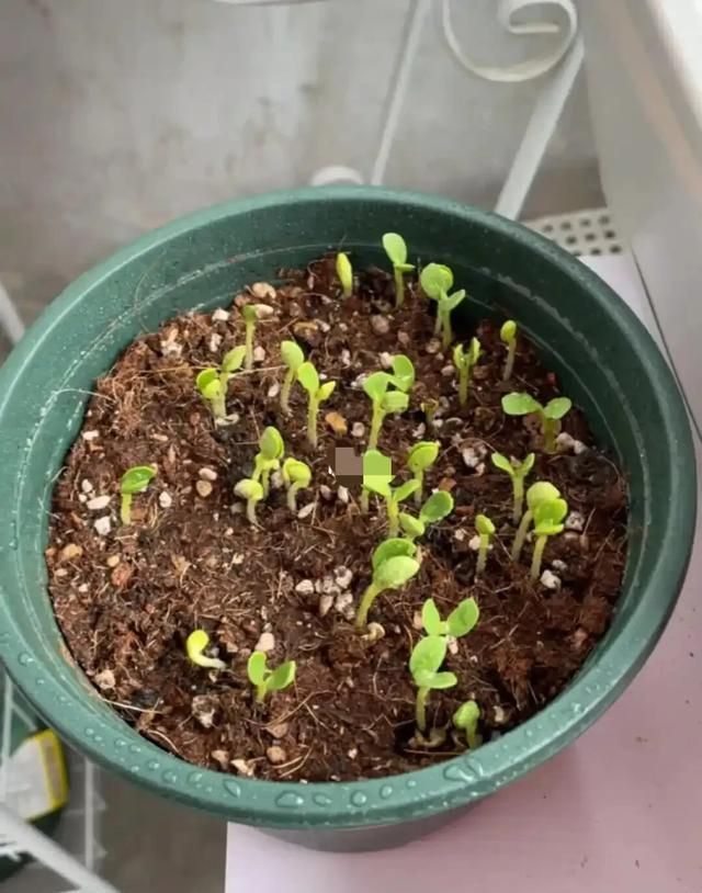鲁冰花种子种植方法