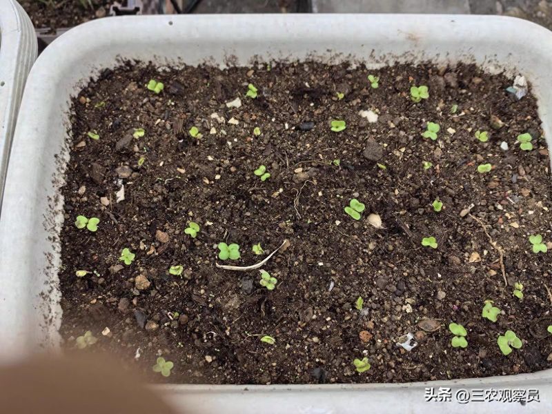萝卜苗的种植方法