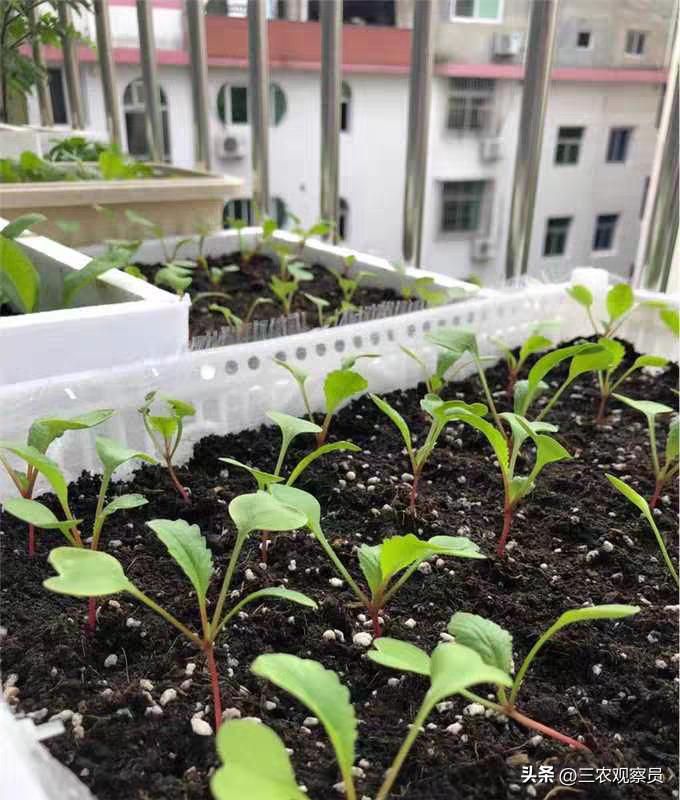 萝卜苗的种植方法