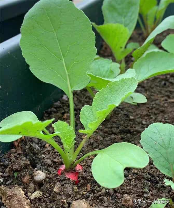 萝卜苗的种植方法