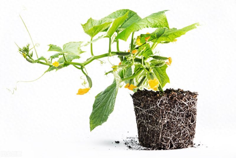 黄瓜种植方法