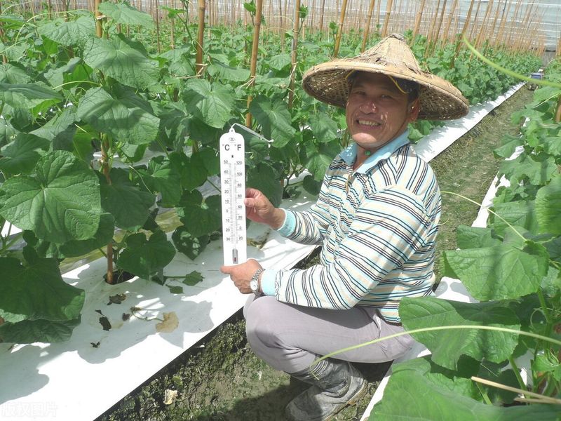黄瓜种植方法