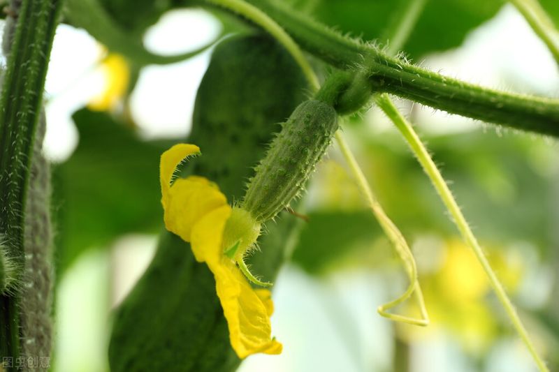 黄瓜种植方法