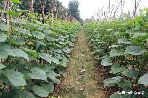 黄瓜种植方法