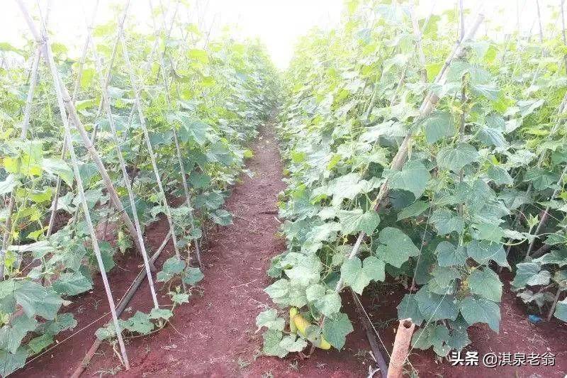 黄瓜种植方法