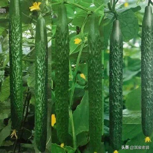 黄瓜种植方法