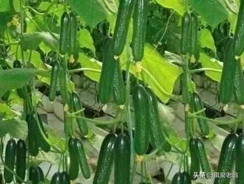 黄瓜种植方法