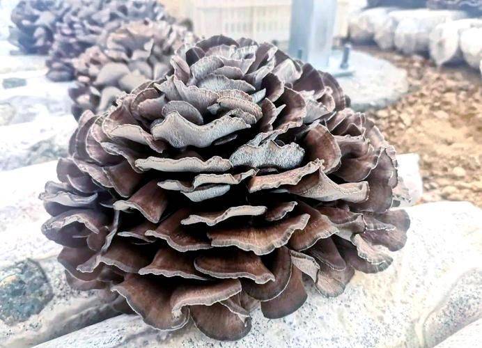 迁西鲜栗蘑多少钱一斤