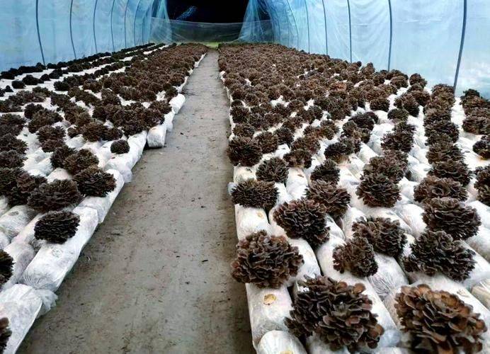 迁西鲜栗蘑多少钱一斤
