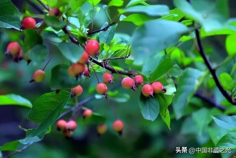国槐的种植方法