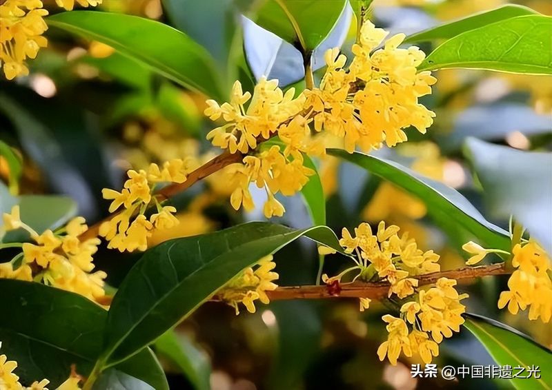 国槐的种植方法