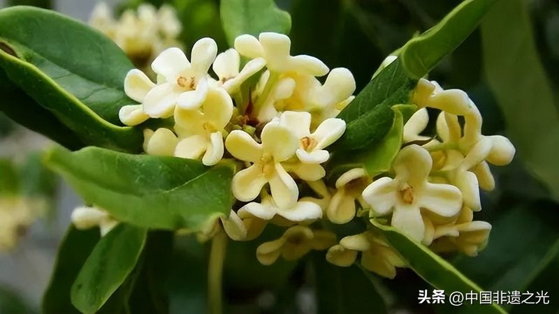 国槐的种植方法