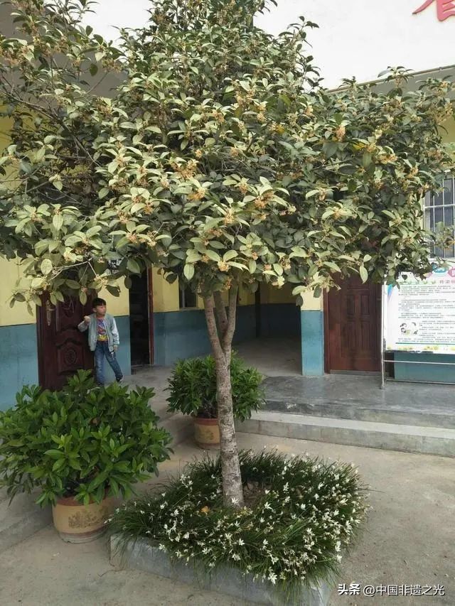 国槐的种植方法