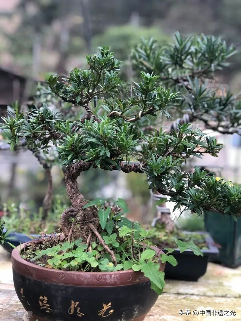 国槐的种植方法