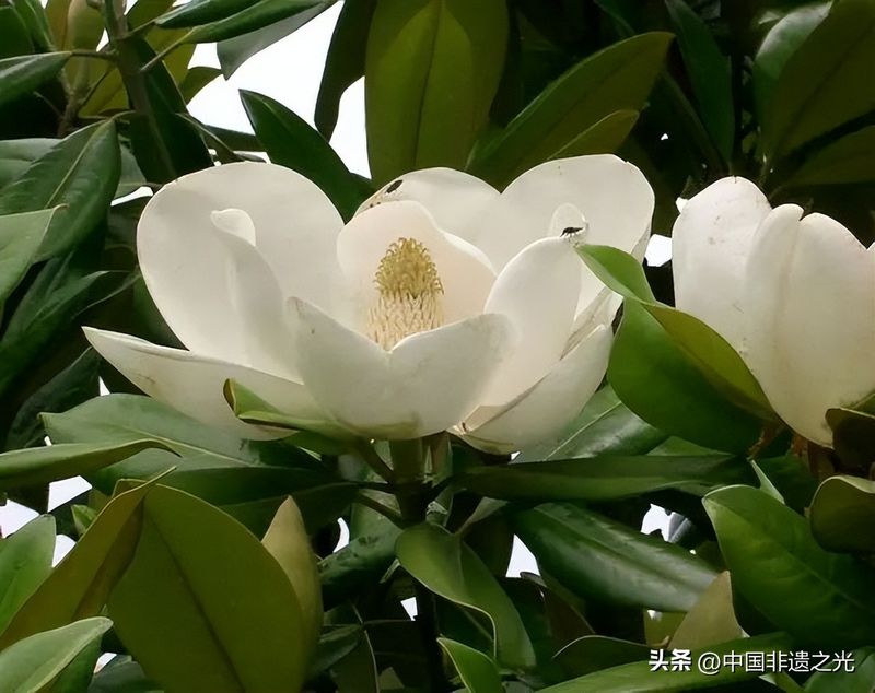 国槐的种植方法