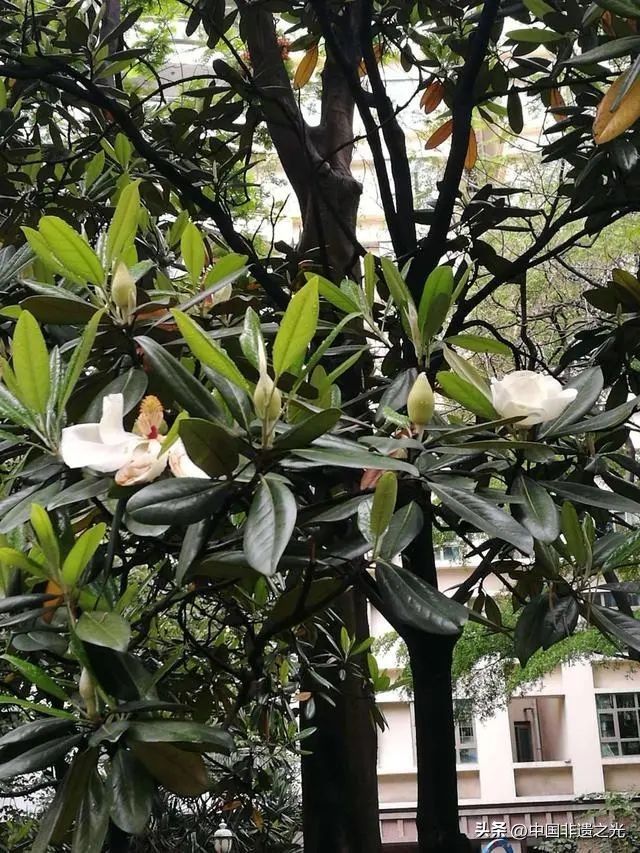 国槐的种植方法