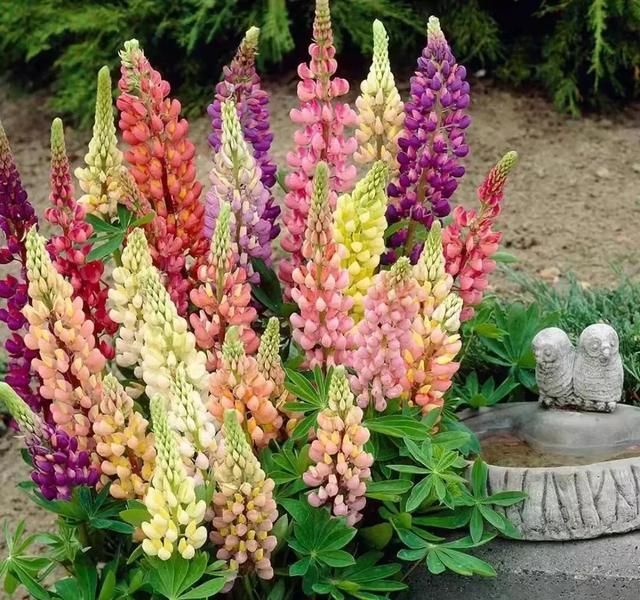 鲁冰花种子种植方法