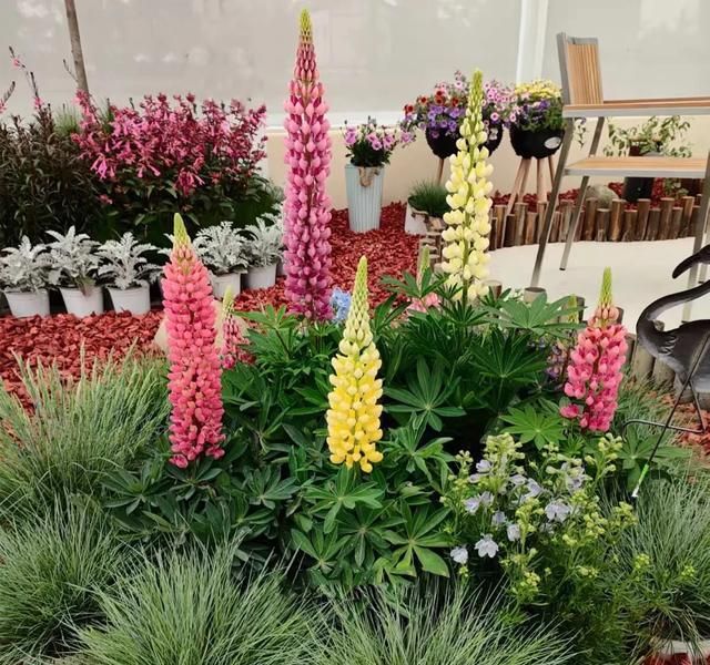 鲁冰花种子种植方法
