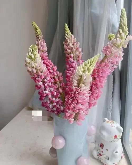 鲁冰花种子种植方法