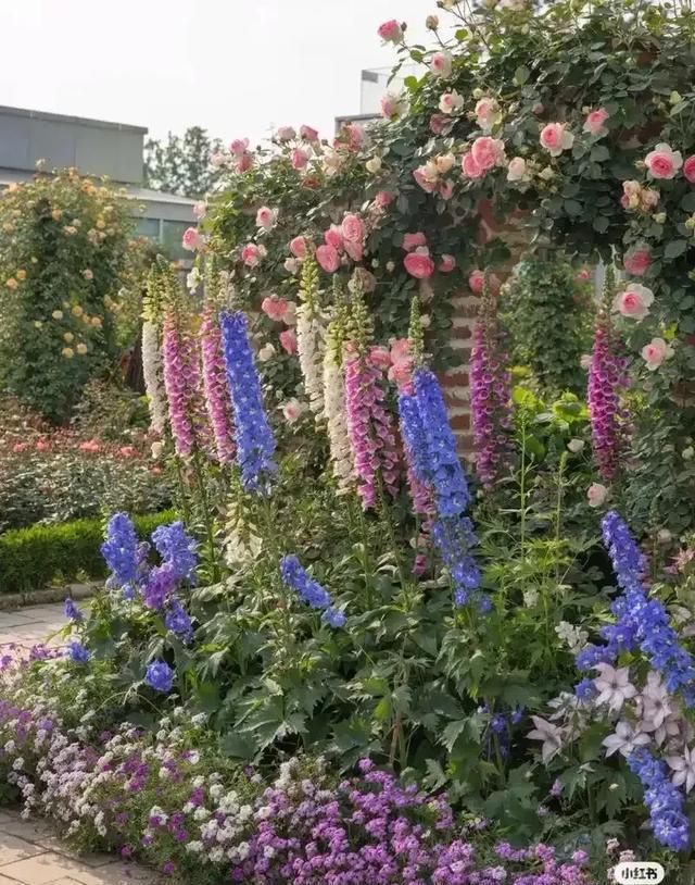 鲁冰花种子种植方法