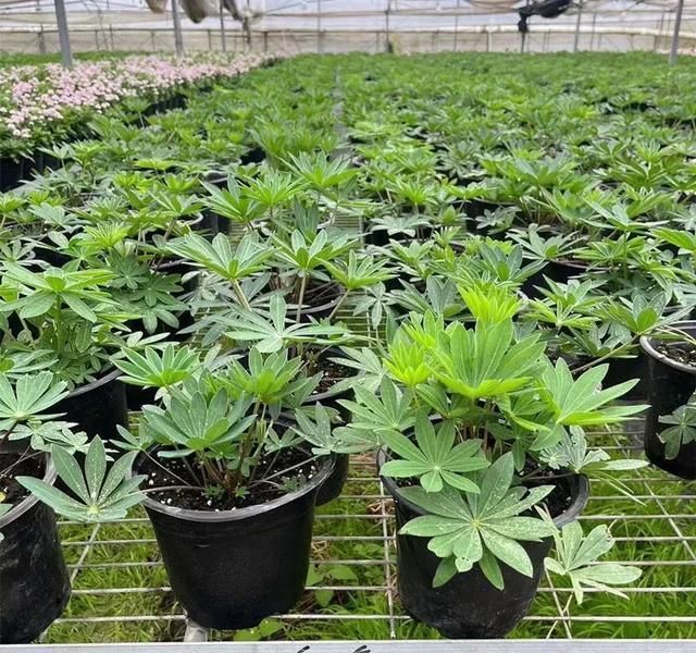 鲁冰花种子种植方法