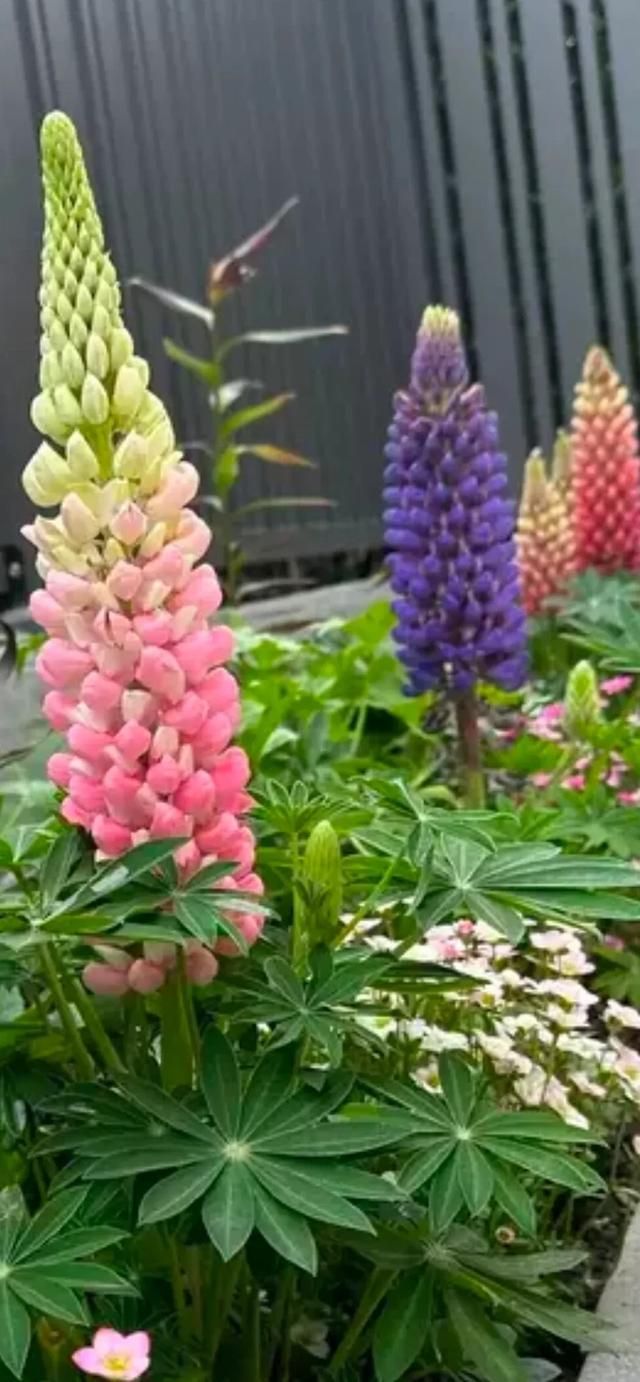 鲁冰花种子种植方法
