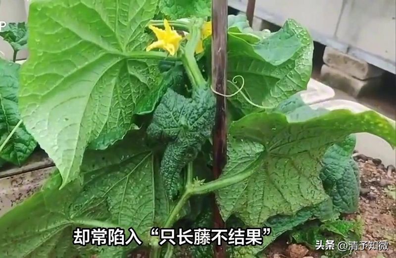 黄瓜种植方法