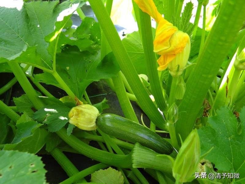 黄瓜种植方法