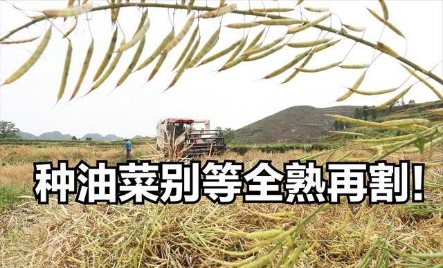 油菜心种植技术